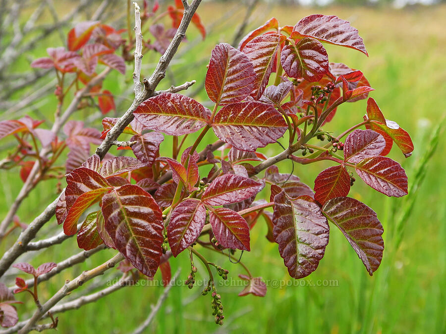 poison-oak (Toxicodendron diversilobum (Rhus diversiloba)) [Historic Columbia River Highway State Trail, Hood River County, Oregon]