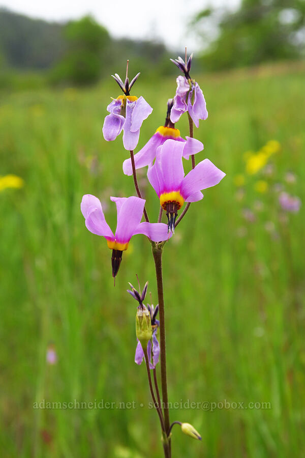 poet's shooting-star (Dodecatheon poeticum (Primula poetica)) [Historic Columbia River Highway State Trail, Hood River County, Oregon]