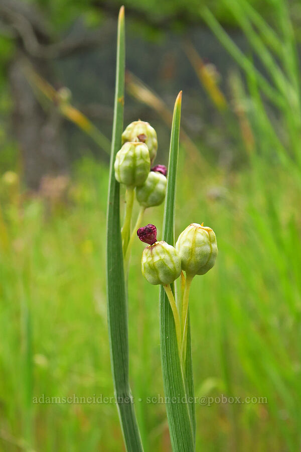 grass-widow, going to seed (Olsynium douglasii) [Historic Columbia River Highway State Trail, Hood River County, Oregon]