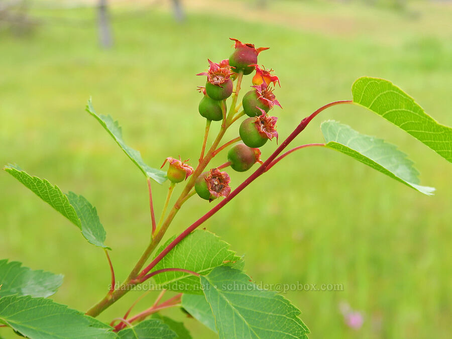 serviceberry, going to seed (Amelanchier alnifolia) [Historic Columbia River Highway State Trail, Hood River County, Oregon]