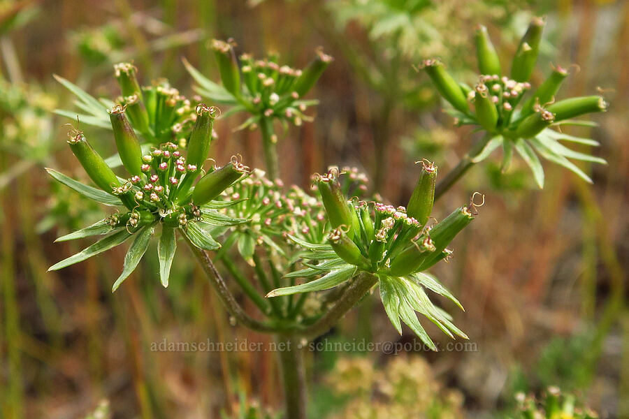 big-seed biscuitroot, going to seed (Lomatium macrocarpum) [Historic Columbia River Highway State Trail, Hood River County, Oregon]