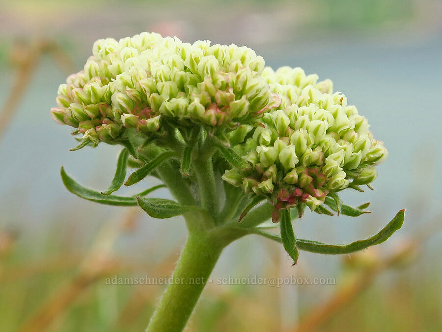 heart-leaf buckwheat (Eriogonum compositum) [Historic Columbia River Highway State Trail, Hood River County, Oregon]