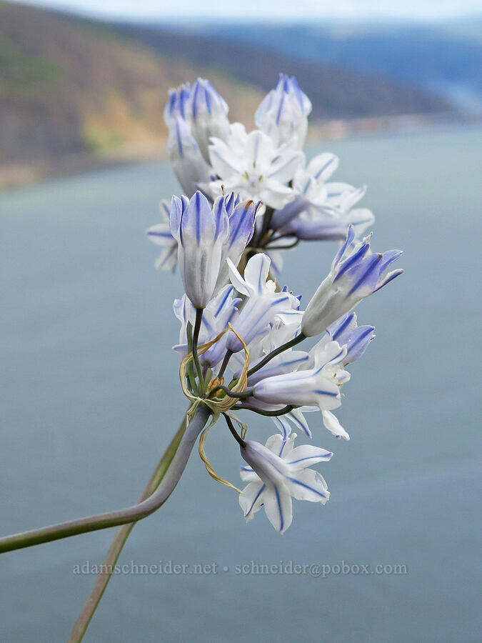 bi-colored cluster lily (Triteleia grandiflora var. howellii (Brodiaea bicolor)) [Historic Columbia River Highway State Trail, Hood River County, Oregon]