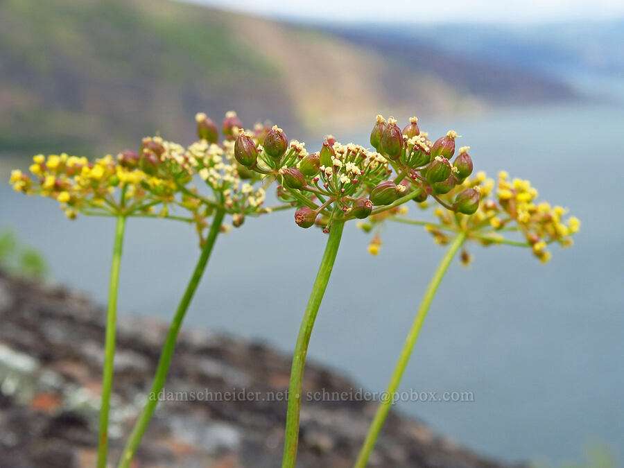 pungent desert parsley, going to seed (Lomatium papilioniferum (Lomatium grayi)) [Historic Columbia River Highway State Trail, Hood River County, Oregon]