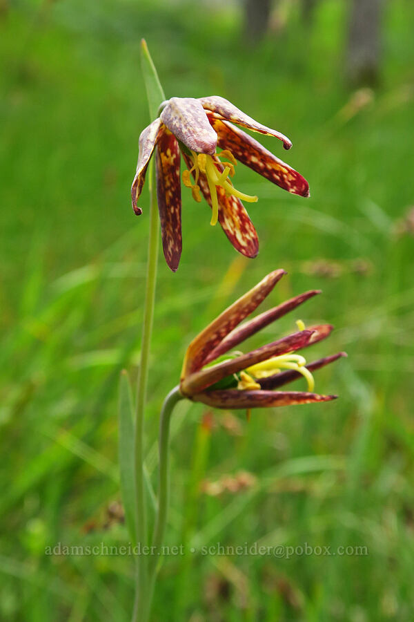 checker lily (Fritillaria affinis) [Historic Columbia River Highway State Trail, Hood River County, Oregon]