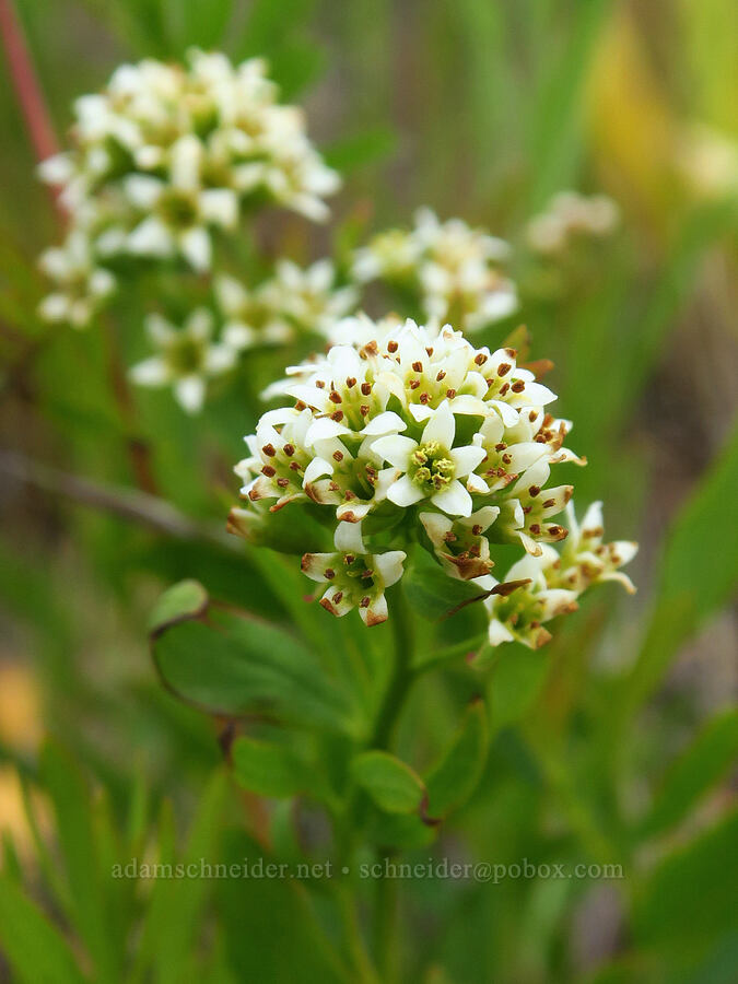 bastard toad-flax (Comandra umbellata) [Historic Columbia River Highway State Trail, Hood River County, Oregon]