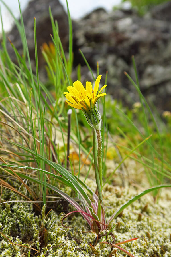 false agoseris (sagebrush dandelion) (Nothocalais troximoides (Microseris troximoides)) [Historic Columbia River Highway State Trail, Hood River County, Oregon]