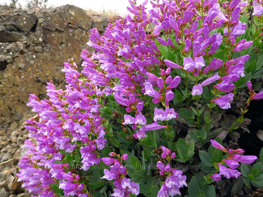 Barrett's penstemon (Penstemon barrettiae) [Historic Columbia River Highway State Trail, Hood River County, Oregon]