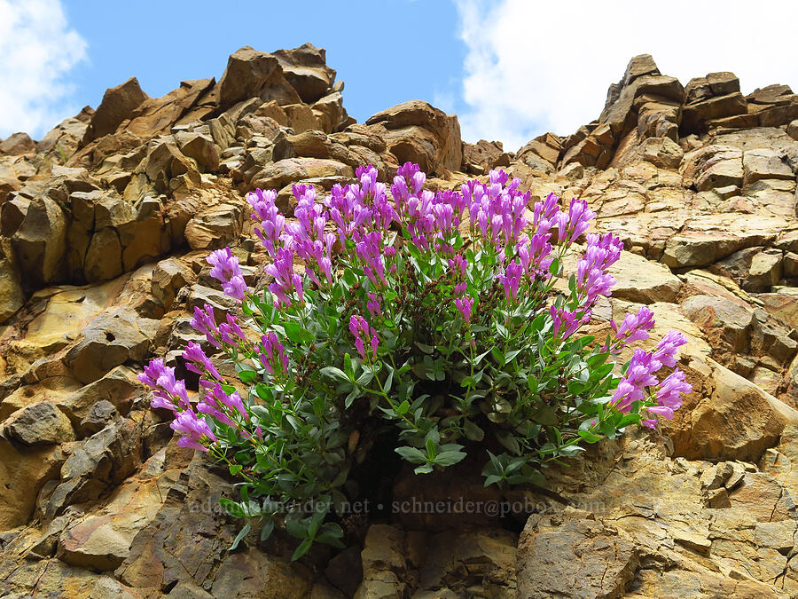 Barrett's penstemon (Penstemon barrettiae) [Historic Columbia River Highway State Trail, Hood River County, Oregon]