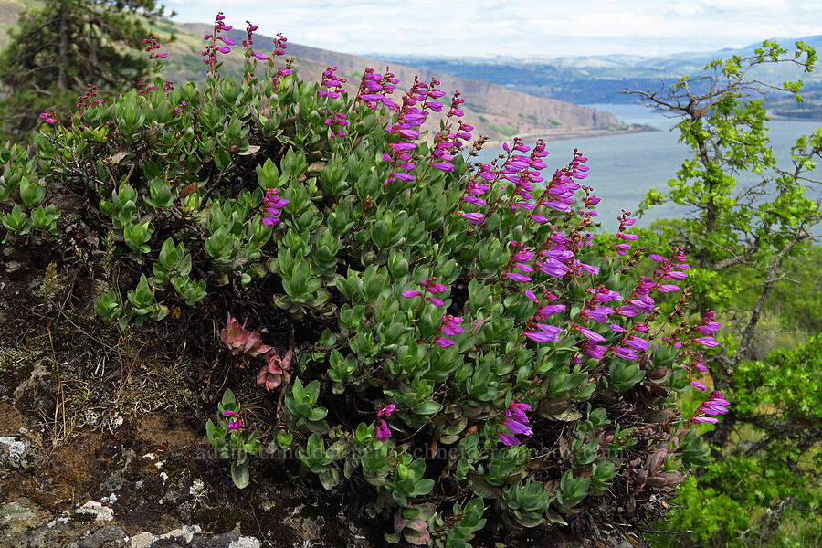 Barrett's penstemon (Penstemon barrettiae) [Historic Columbia River Highway State Trail, Hood River County, Oregon]