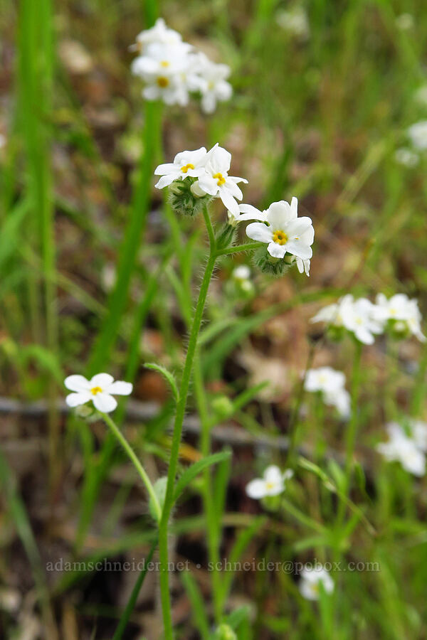 common cryptantha (Cryptantha intermedia) [Historic Columbia River Highway State Trail, Hood River County, Oregon]