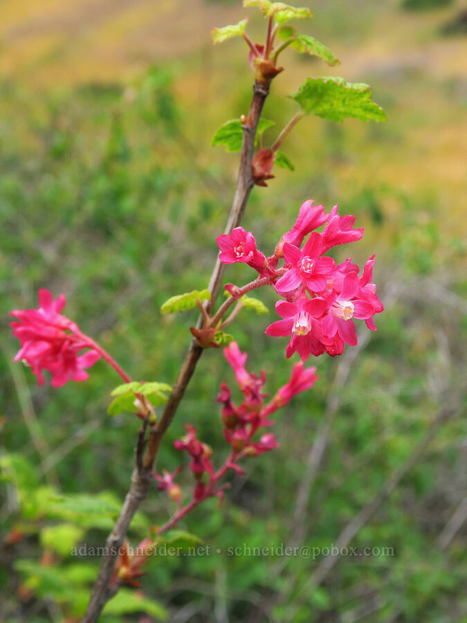 red-flowered currant (Ribes sanguineum) [Historic Columbia River Highway State Trail, Hood River County, Oregon]