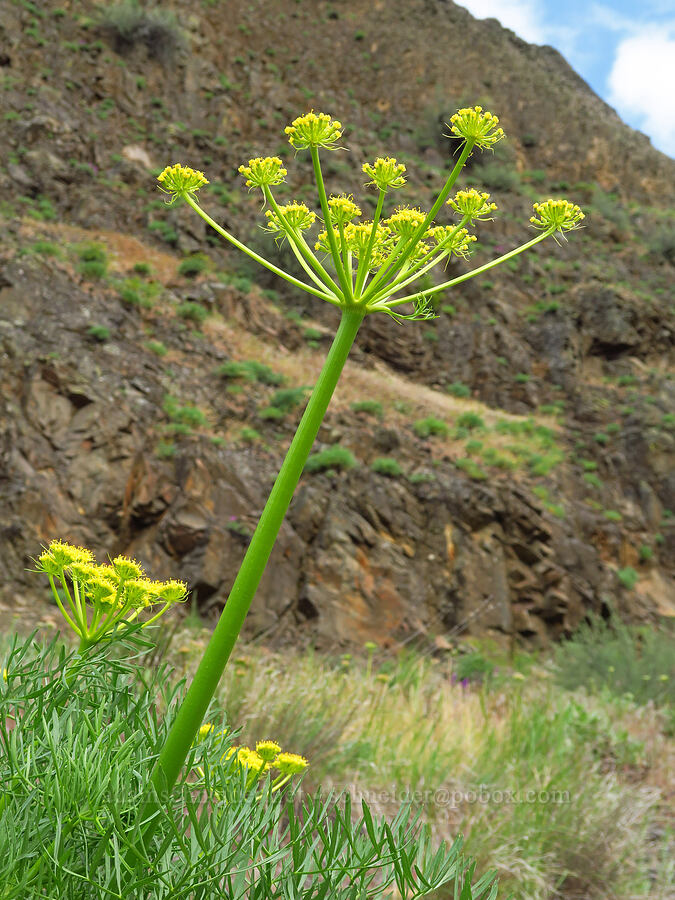 Suksdorf's desert parsley (Lomatium suksdorfii) [Historic Columbia River Highway State Trail, Hood River County, Oregon]