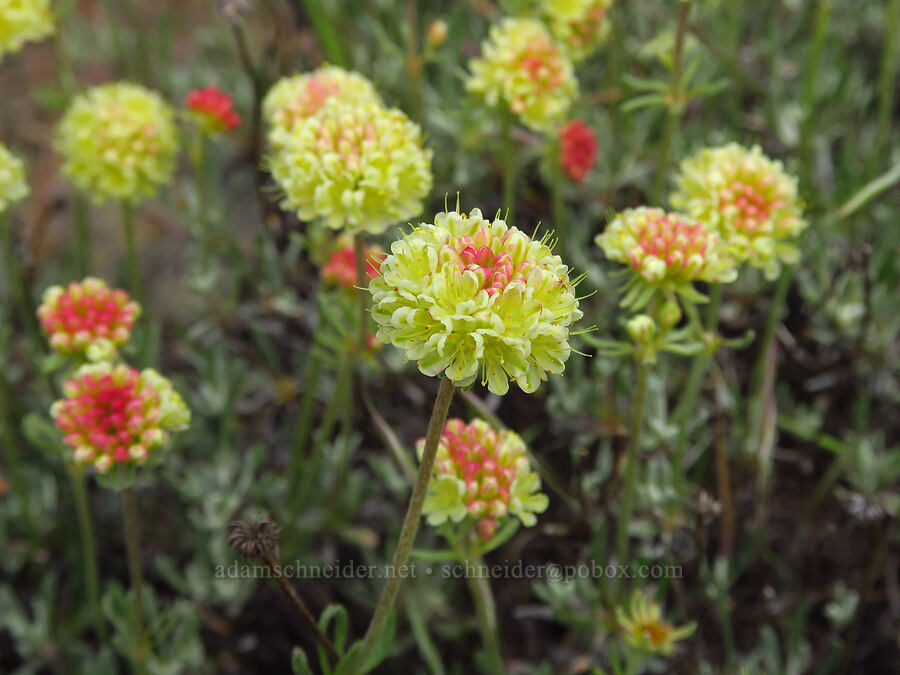 scabland buckwheat (Eriogonum sphaerocephalum var. sublineare (Eriogonum douglasii var. tenue)) [Historic Columbia River Highway State Trail, Hood River County, Oregon]