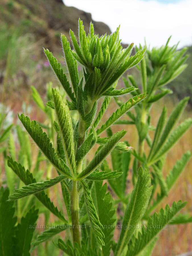 slender cinquefoil, budding (Potentilla gracilis) [Historic Columbia River Highway State Trail, Hood River County, Oregon]