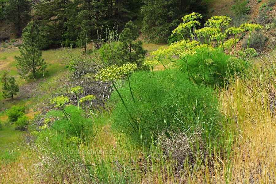 Klickitat desert parsley (Lomatium klickitatense (Lomatium grayi)) [Historic Columbia River Highway State Trail, Hood River County, Oregon]