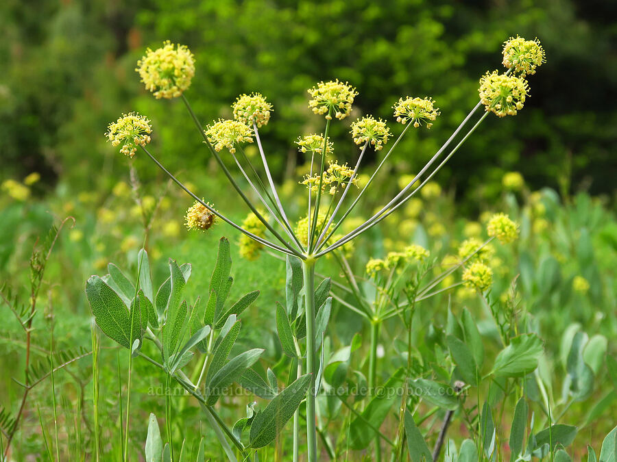 bare-stem desert parsley (Lomatium nudicaule) [Historic Columbia River Highway State Trail, Hood River County, Oregon]