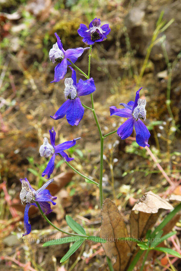 upland larkspur (Delphinium nuttallianum) [Historic Columbia River Highway State Trail, Hood River County, Oregon]