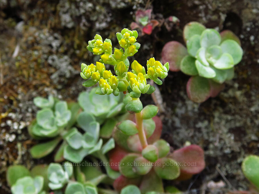 broad-leaf stonecrop, budding (Sedum spathulifolium) [Historic Columbia River Highway State Trail, Hood River County, Oregon]