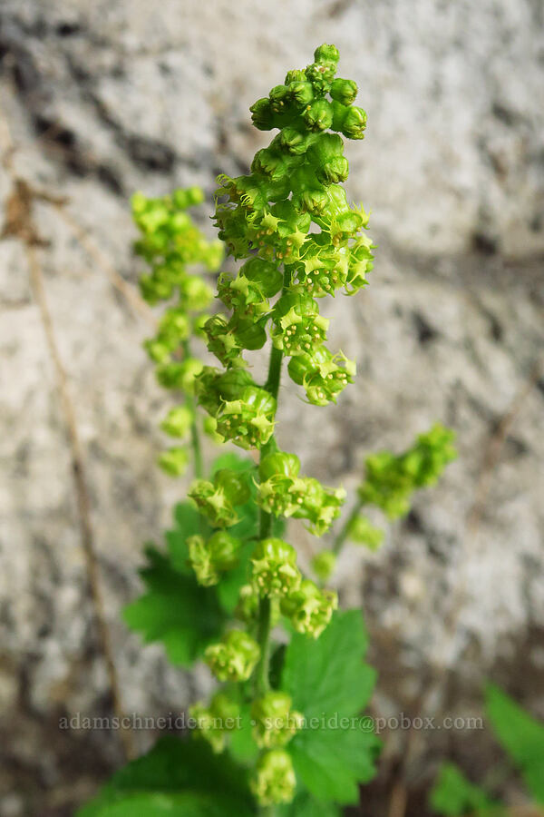 fringe-cup (Tellima grandiflora) [Historic Columbia River Highway State Trail, Wasco County, Oregon]