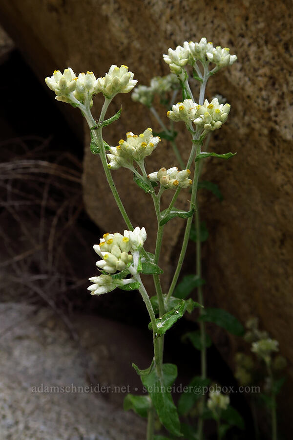 rabbit-tobacco (Pseudognaphalium sp. (Gnaphalium sp.)) [Highway 178, Sequoia National Forest, Kern County, California]