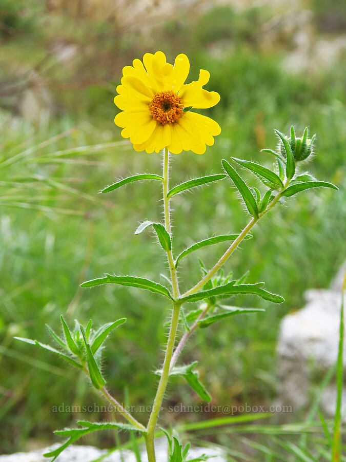 Sierra tidy-tips (Layia pentachaeta) [Highway 178, Sequoia National Forest, Kern County, California]