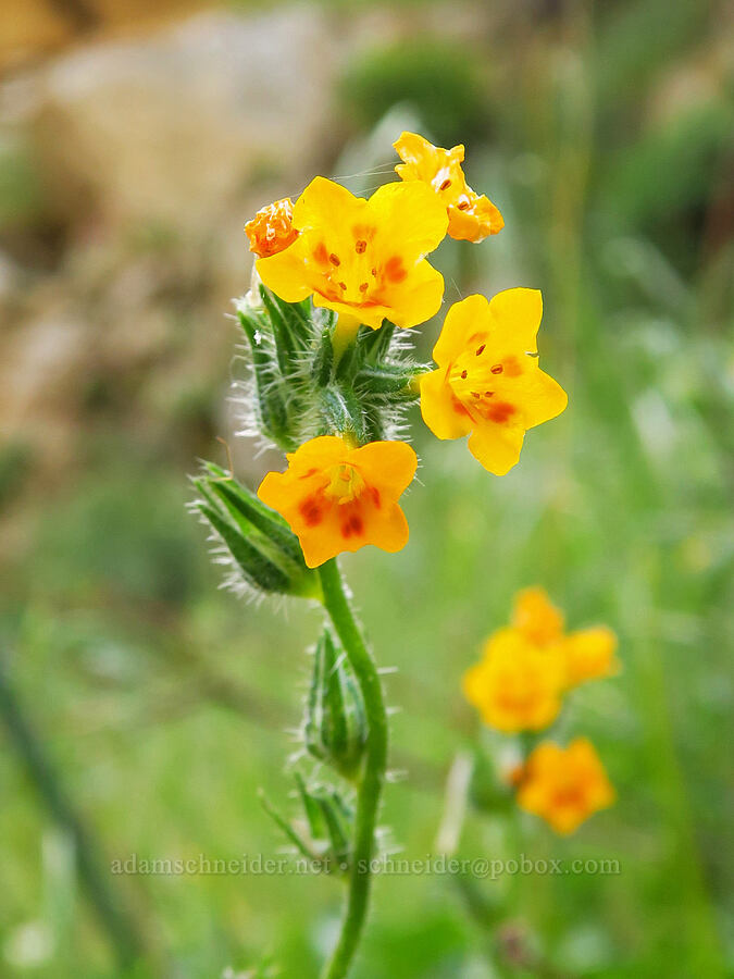 Eastwood's fiddleneck (Amsinckia eastwoodiae) [Highway 178, Sequoia National Forest, Kern County, California]