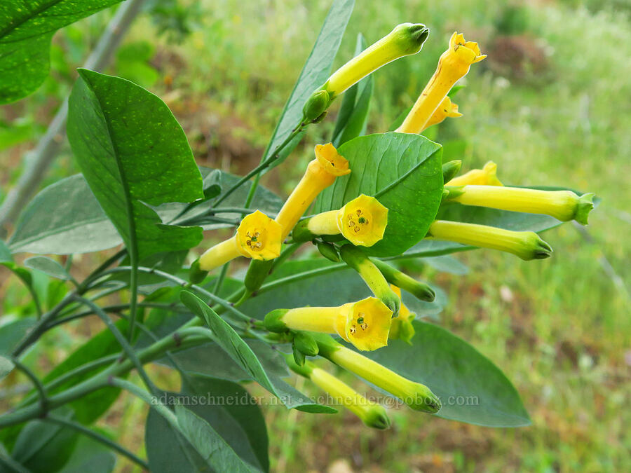 tree tobacco (Nicotiana glauca) [Highway 178, Sequoia National Forest, Kern County, California]