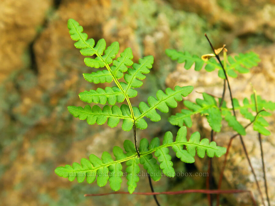 gold-back fern (Pentagramma triangularis) [Highway 178, Sequoia National Forest, Kern County, California]