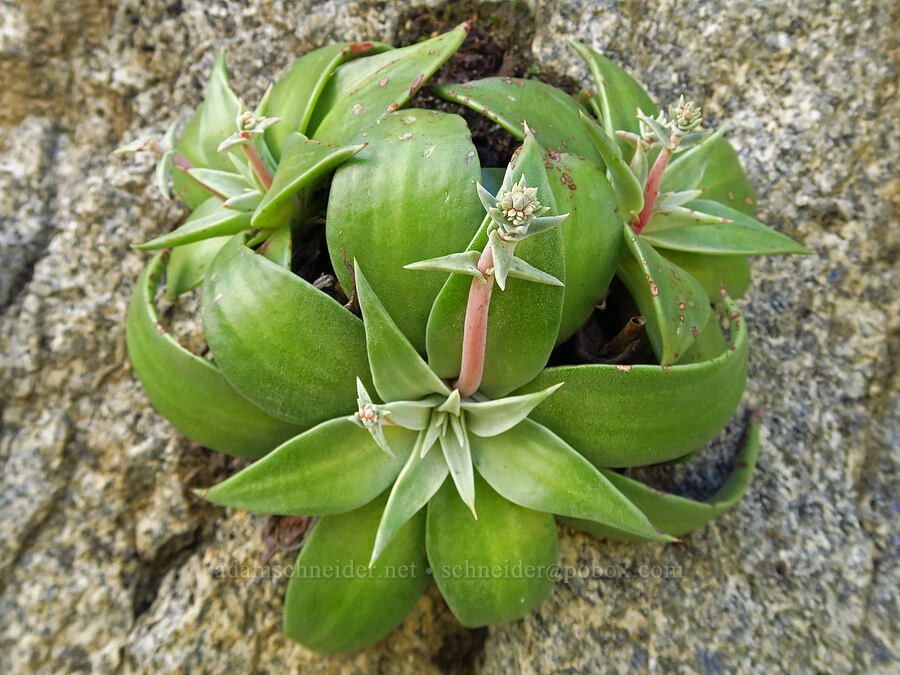 live-forever (which?) (Dudleya sp.) [Highway 178, Sequoia National Forest, Kern County, California]