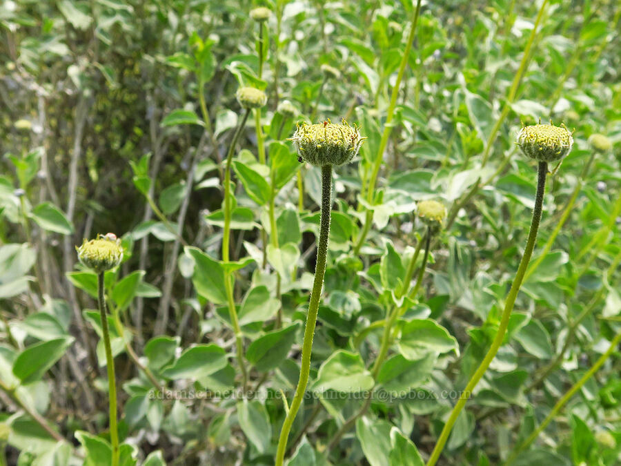 Acton brittlebush, budding (Encelia actoni) [Highway 178, Sequoia National Forest, Kern County, California]