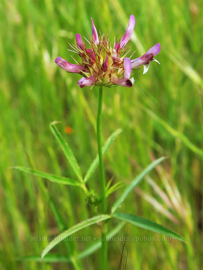 tomcat clover (Trifolium willdenovii) [Highway 178, Sequoia National Forest, Kern County, California]