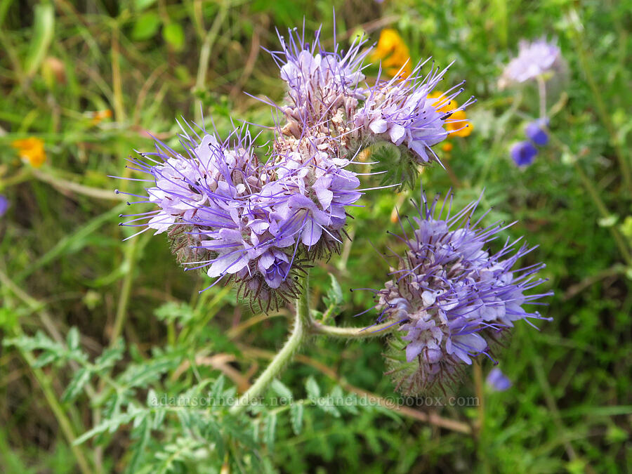 distant phacelia (Phacelia distans) [Highway 178, Sequoia National Forest, Kern County, California]