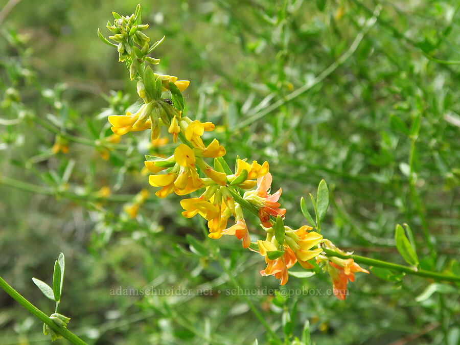 deerweed (California broom) (Acmispon glaber (Lotus scoparius)) [Highway 178, Sequoia National Forest, Kern County, California]