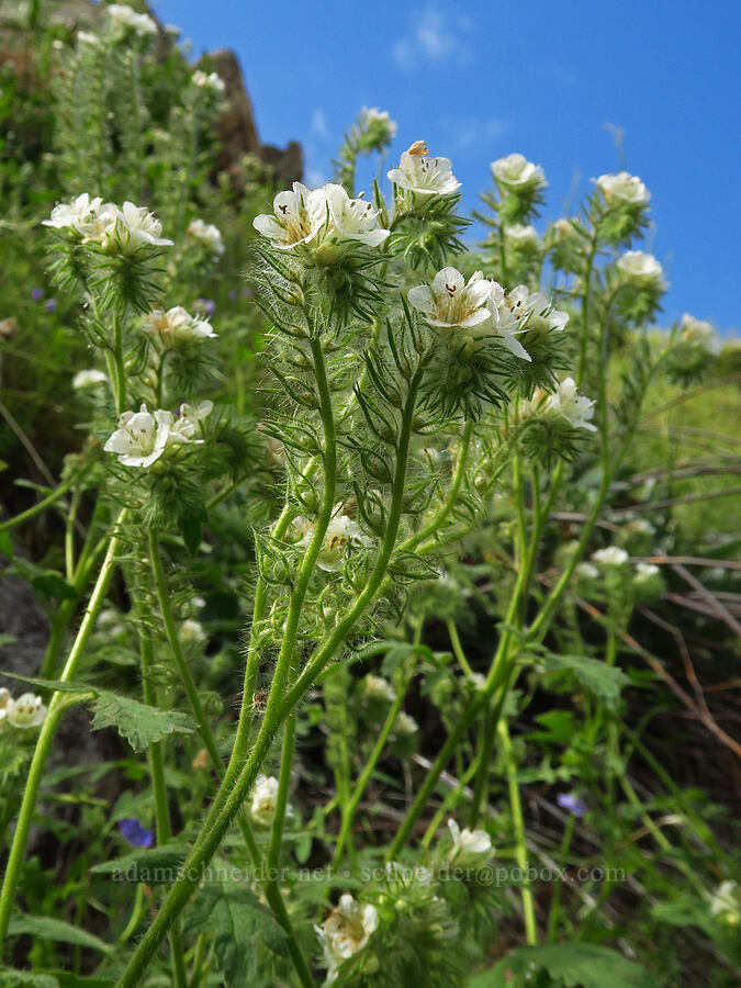 caterpillar phacelia (Phacelia cicutaria) [Highway 178, Sequoia National Forest, Kern County, California]