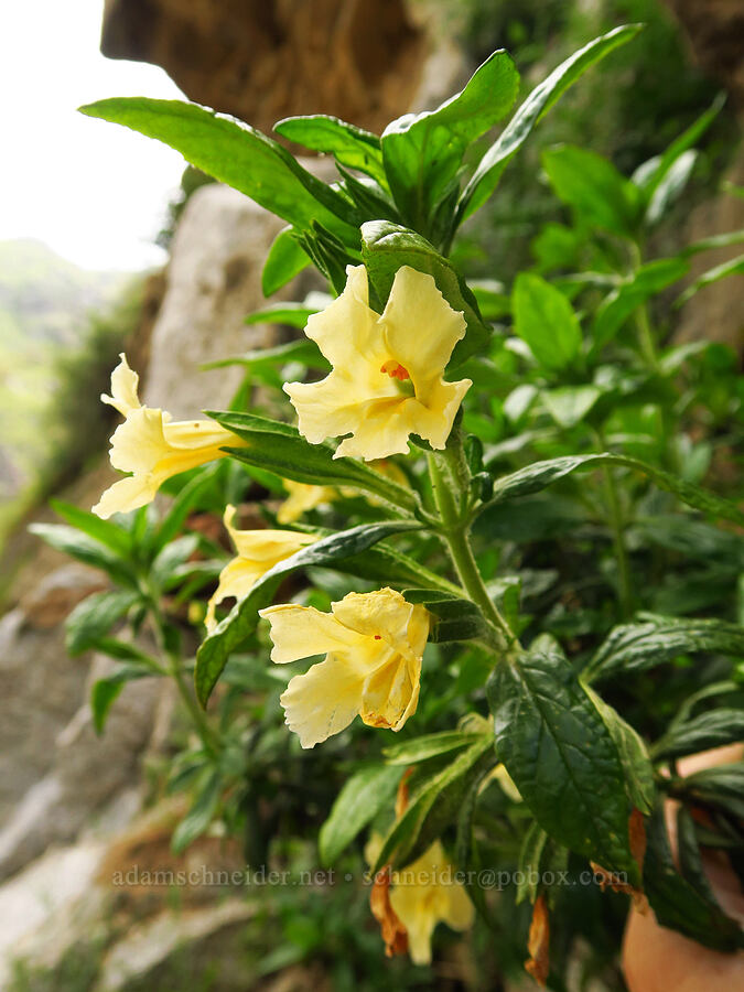 rock bush monkeyflower (Diplacus calycinus (Mimulus calycinus)) [Highway 178, Sequoia National Forest, Kern County, California]