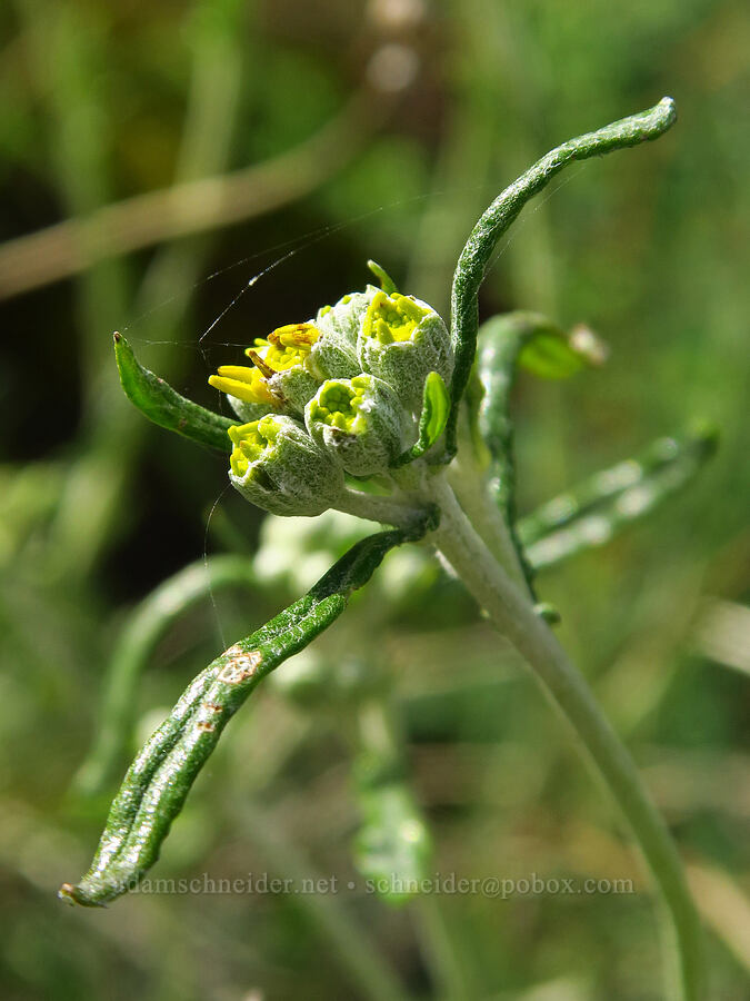 golden yarrow, budding (Eriophyllum confertiflorum) [Highway 178, Sequoia National Forest, Kern County, California]