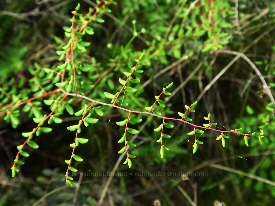 coffee fern (Pellaea andromedifolia) [Highway 178, Sequoia National Forest, Kern County, California]