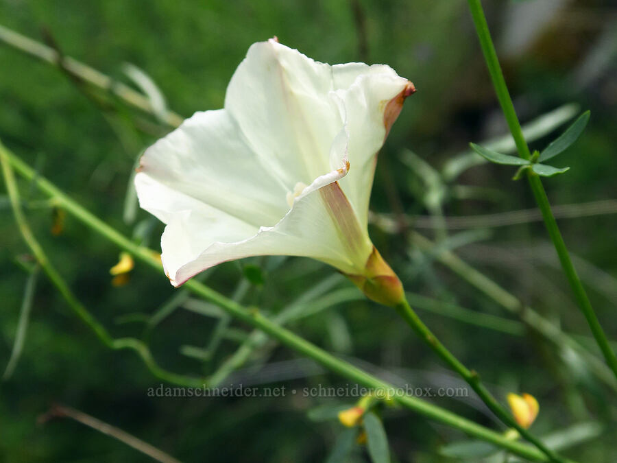 Paiute morning-glory (Calystegia longipes) [Highway 178, Sequoia National Forest, Kern County, California]