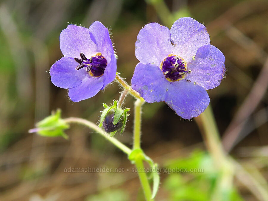 fiesta-flower (Pholistoma auritum) [Highway 178, Sequoia National Forest, Kern County, California]