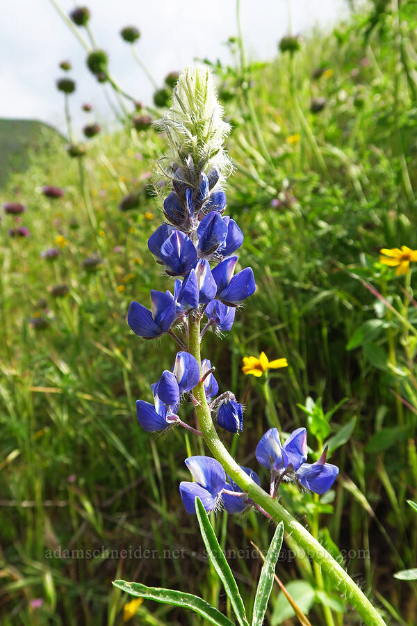 spider lupine (Lupinus benthamii) [Highway 178, Sequoia National Forest, Kern County, California]