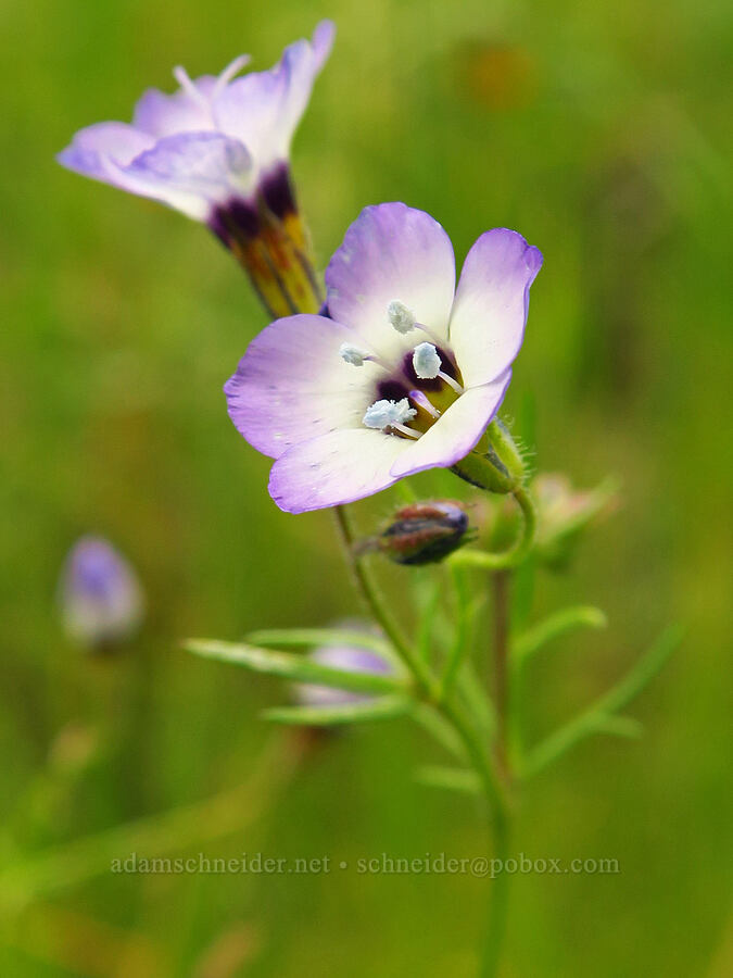 bird's-eye gilia (Gilia tricolor) [Highway 178, Sequoia National Forest, Kern County, California]