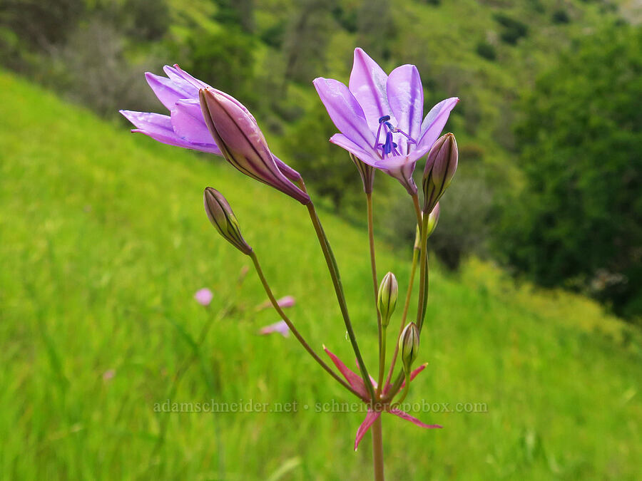 Ithuriel's spear (Triteleia laxa (Brodiaea laxa)) [Highway 178, Sequoia National Forest, Kern County, California]