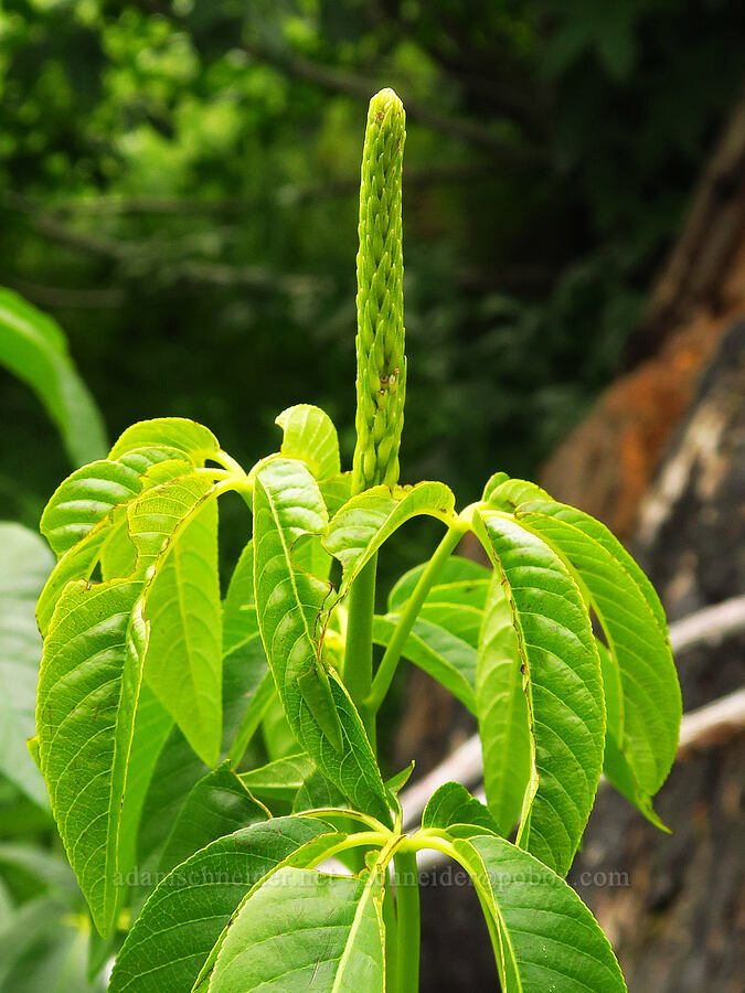 California buckeye, budding (Aesculus californica) [Highway 178, Sequoia National Forest, Kern County, California]