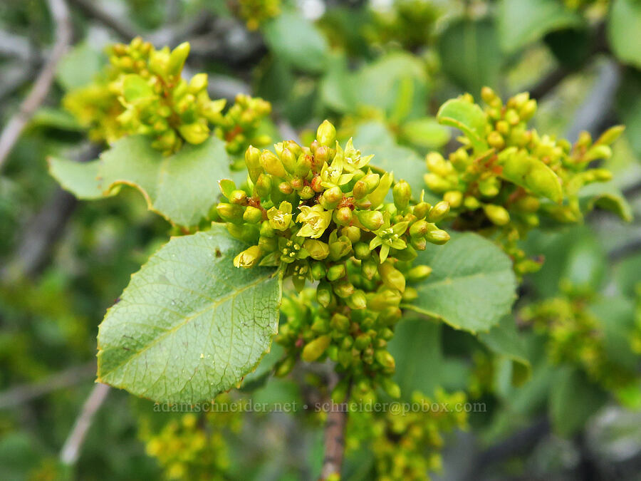 holly-leaf red-berry buckthorn (Rhamnus crocea ssp. ilicifolia (Rhamnus ilicifolia)) [Highway 178, Sequoia National Forest, Kern County, California]