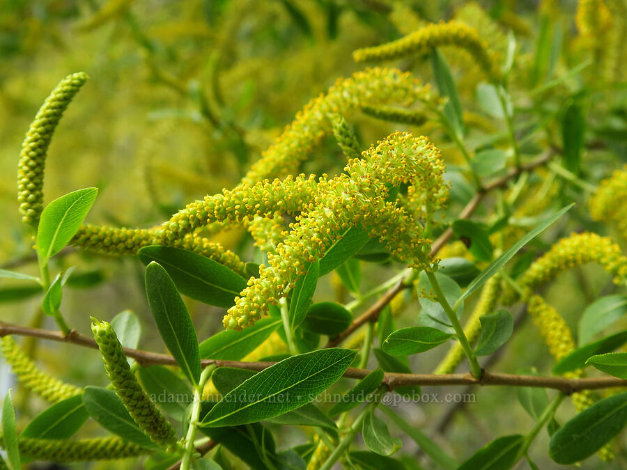 polished willow (Salix laevigata) [Highway 178, Sequoia National Forest, Kern County, California]