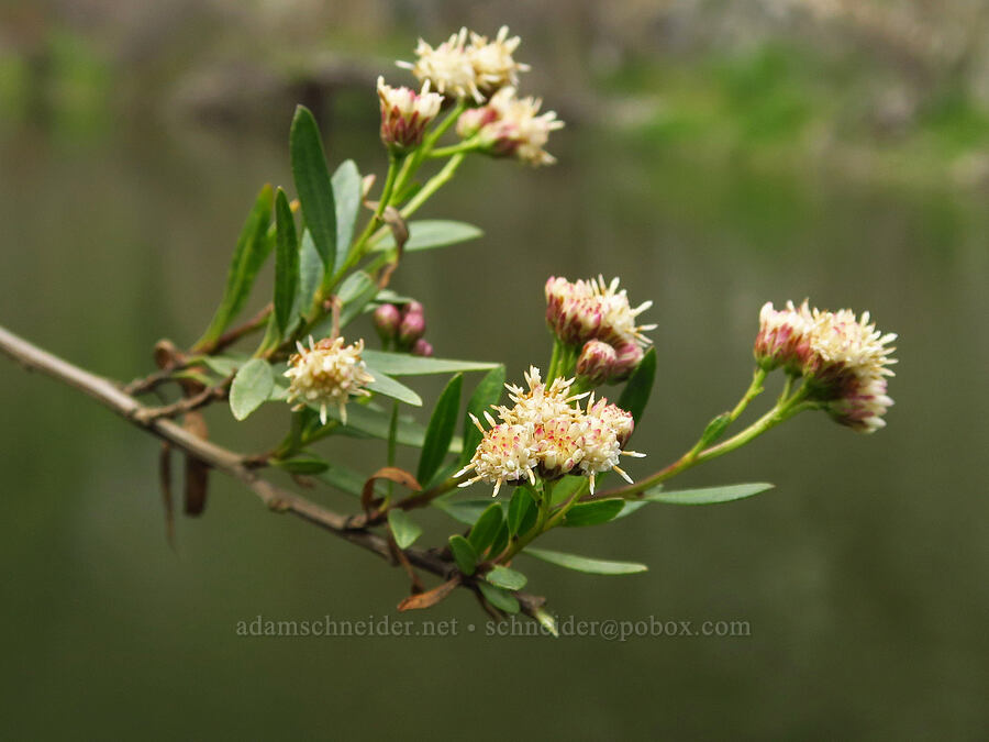 mule-fat (male flowers) (Baccharis salicifolia) [Highway 178, Sequoia National Forest, Kern County, California]