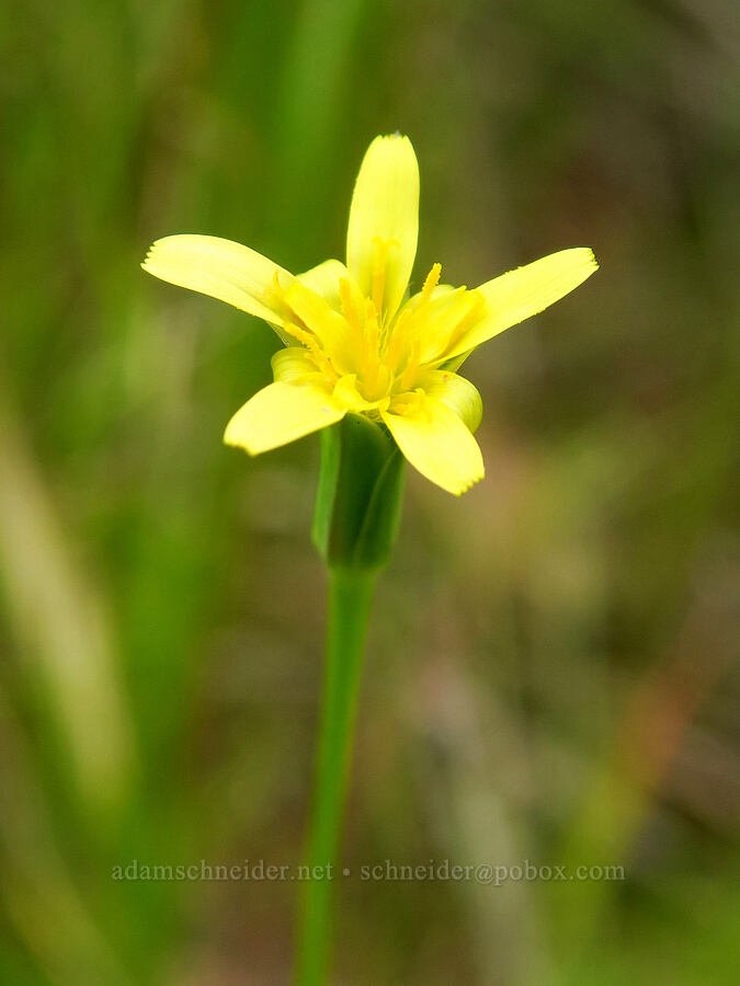 silver-puffs (Uropappus lindleyi (Microseris lindleyi)) [Highway 178, Sequoia National Forest, Kern County, California]