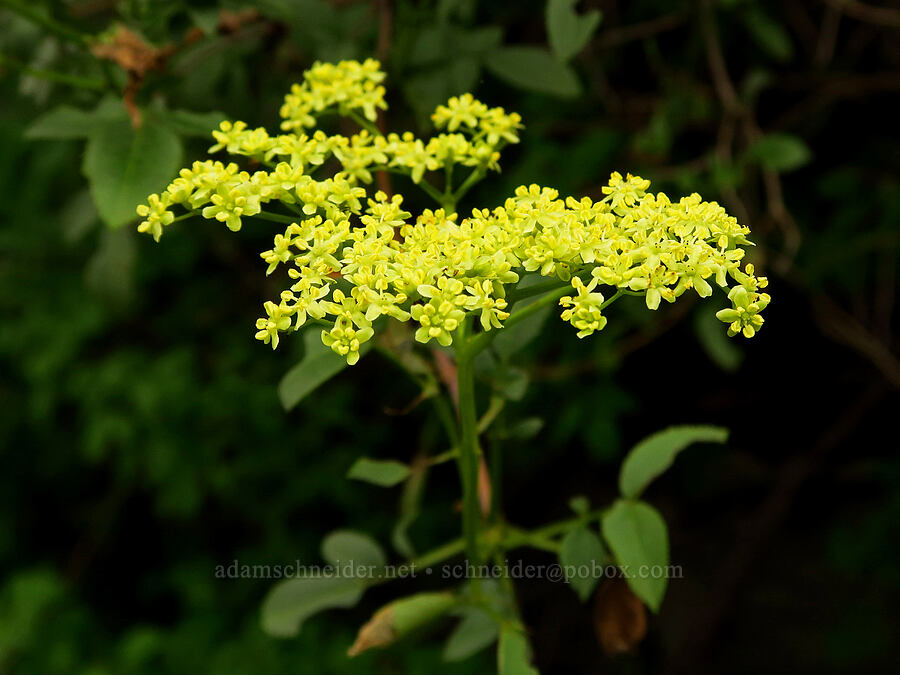 blue elderberry flowers (Sambucus cerulea (Sambucus nigra ssp. caerulea) (Sambucus mexicana)) [Highway 178, Sequoia National Forest, Kern County, California]