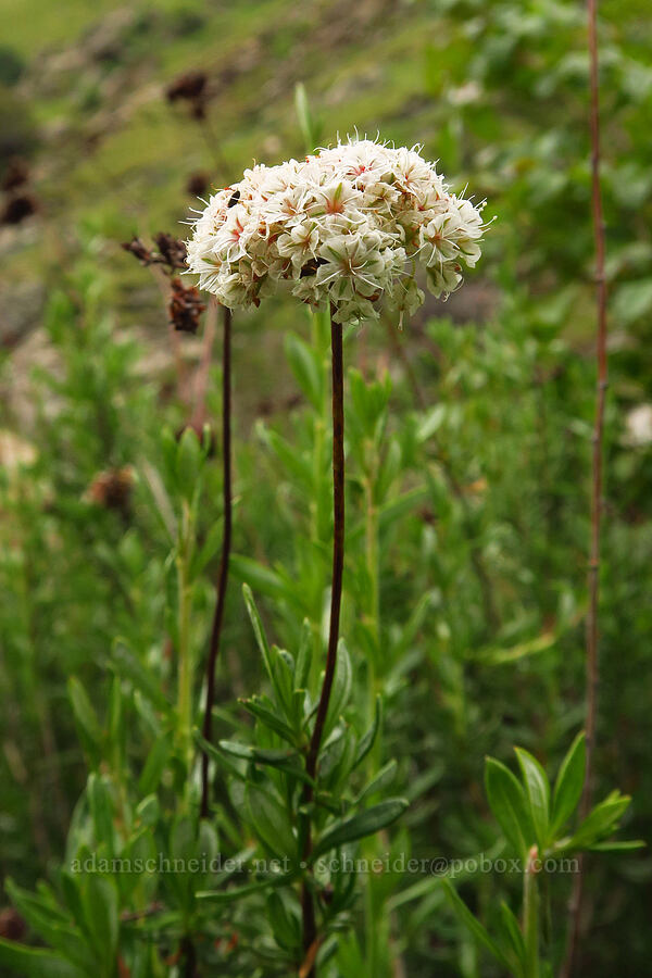 California buckwheat (Eriogonum fasciculatum) [Highway 178, Sequoia National Forest, Kern County, California]